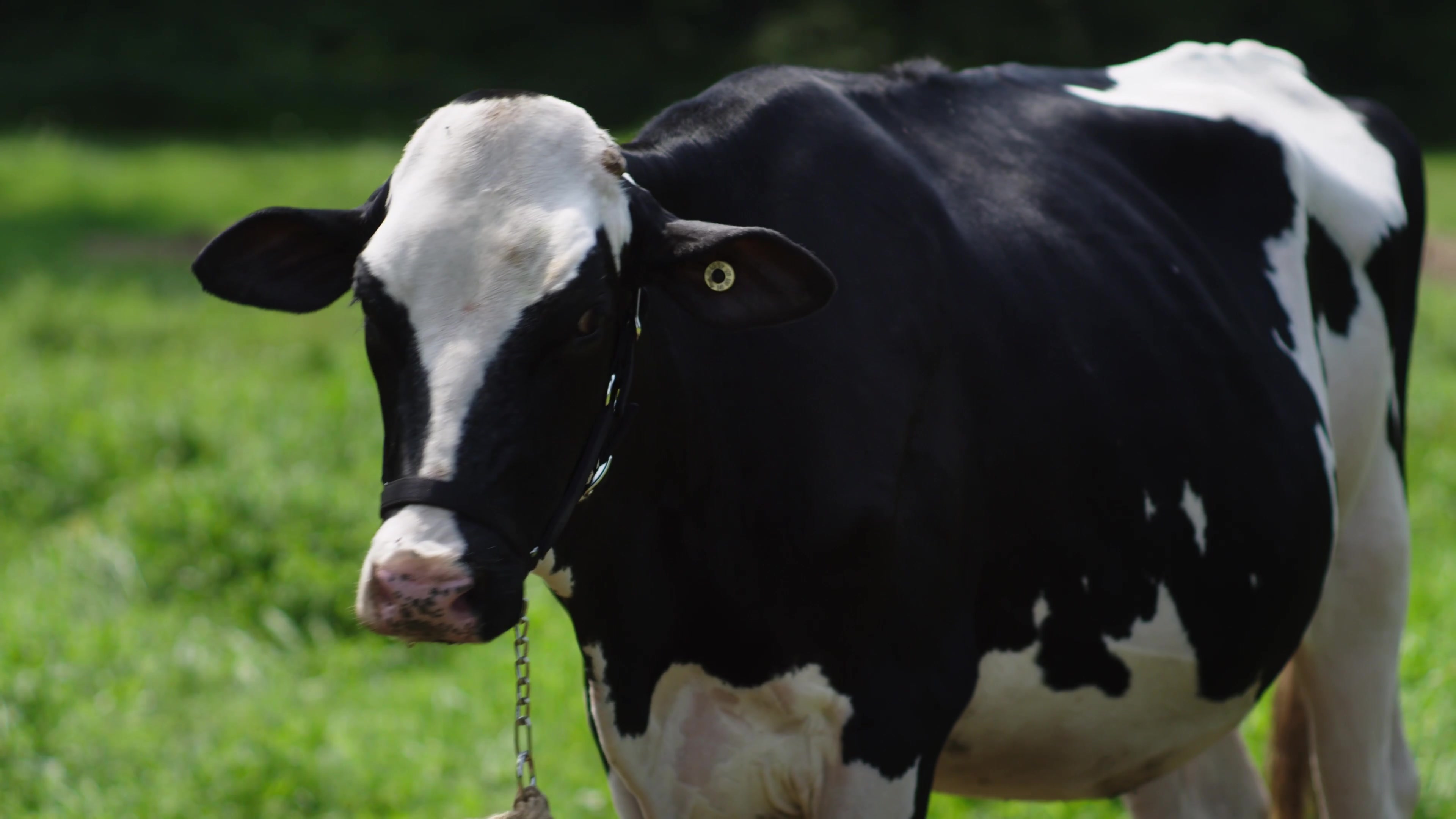 Turbopuffer Cow Data Campaign preview